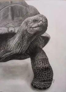 Aldabra: a Aldabra Giant Tortoise (Aldabrachelys gigantea) graphite wildlife artwork by Michael E. Dorcas, Tantilla Art.