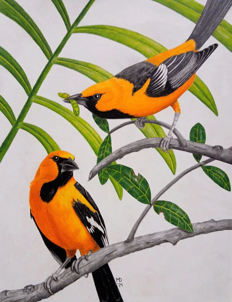 Santa Ana Flame, pair of Altamira Orioles (Icterus gularis) colored pencil wildlife artwork by Michael E. Dorcas, Tantilla Art.