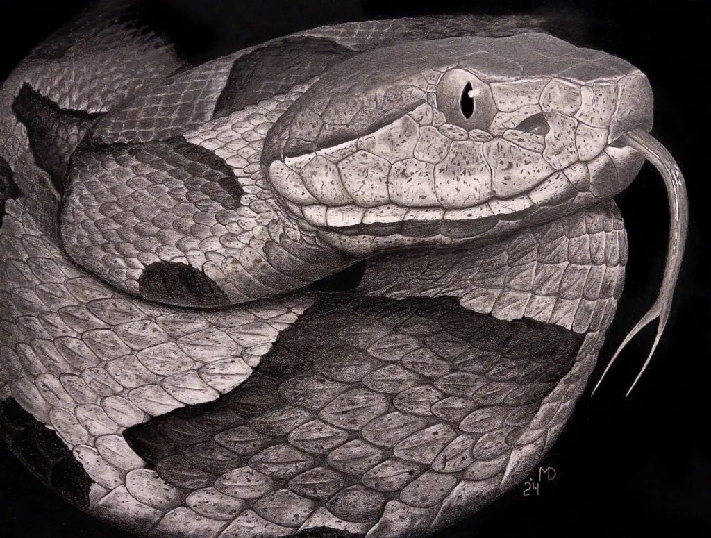 Close-up portrait of a Copperhead with its tongue extended and body coiled, graphite pencil wildlife artwork by Michael E. Dorcas, Tantilla Art.