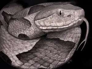 Close-up portrait of a Copperhead with its tongue extended and body coiled, graphite pencil wildlife artwork by Michael E. Dorcas, Tantilla Art.