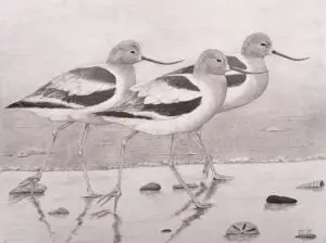 Avocets: three American Avocets (Recurvirostra americana) wading in shallow water, graphite wildlife artwork by Michael E. Dorcas, Tantilla Art.