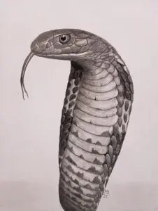 Upright King Cobra with its hood on display, tongue extended, graphite pencil wildlife artwork by Michael E. Dorcas, Tantilla Art.