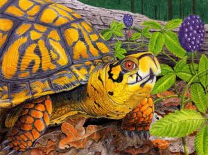 Eastern Box Turtle (Terrapene carolina) eating ripe blackberries, colored pencil wildlife artwork by Michael E. Dorcas, Tantilla Art.