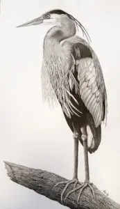 Blue Vigil, Great Blue Heron (Ardea herodias) graphite wildlife artwork by Michael E. Dorcas, Tantilla Art.
