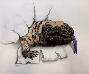 Gila Monster emerging through torn paper with its blue-purple tongue extended, colored pencil wildlife artwork by Michael E. Dorcas, Tantilla Art.