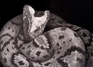Fair Warning, Cottonmouth (Agkistrodon piscivorus) graphite wildlife artwork by Michael E. Dorcas, Tantilla Art.