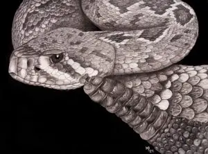 Coiled Eastern Diamondback Rattlesnake with its head and rattle visible against a black background, graphite pencil wildlife artwork by Michael E. Dorcas, Tantilla Art.