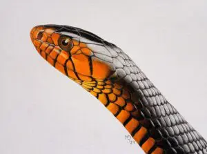 Close-up portrait of an Eastern Indigo Snake with an orange face and glossy dark scales, colored pencil wildlife artwork by Michael E. Dorcas, Tantilla Art.