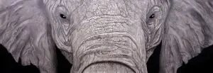 Long Years: African Elephant (Loxodonta africana) close-up graphite wildlife artwork by Michael E. Dorcas, Tantilla Art.
