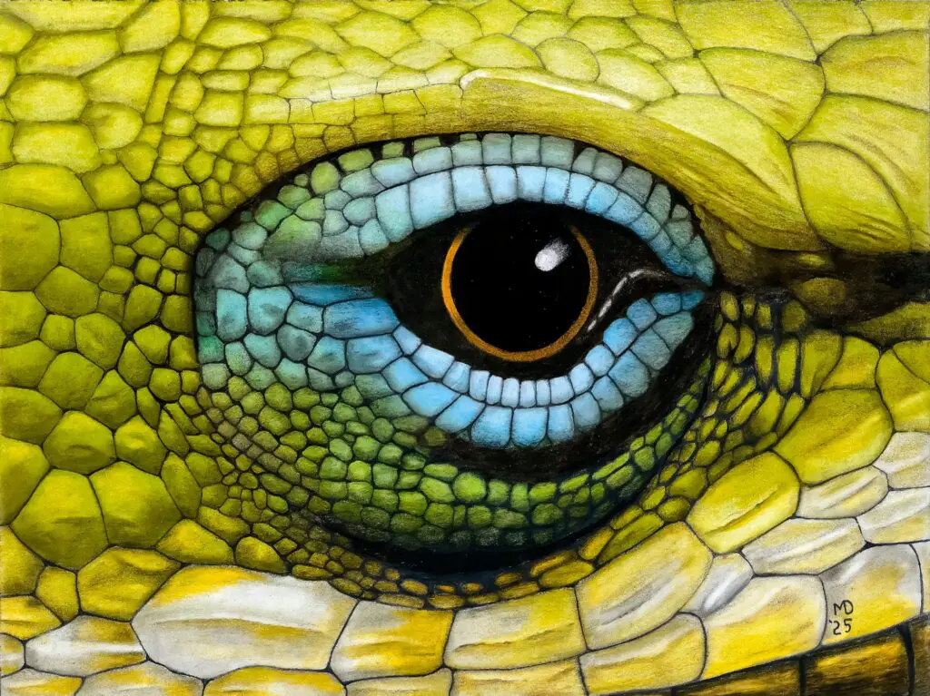 Extreme close-up of a Green Anole eye surrounded by green, yellow, and blue scales, colored pencil wildlife artwork by Michael E. Dorcas, Tantilla Art.