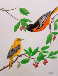 Flash of Orange, male and female Baltimore Orioles (Icterus galbula) colored pencil wildlife artwork by Michael E. Dorcas, Tantilla Art.