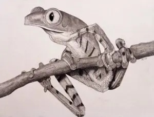 Forest Pixie - Tiger-striped Leaf Frog (Callimedusa tomopterna) graphite wildlife artwork by Michael E. Dorcas, Tantilla Art.