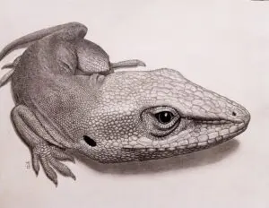 Green Anole resting with folded limbs and a watchful eye, graphite pencil wildlife artwork by Michael E. Dorcas, Tantilla Art.