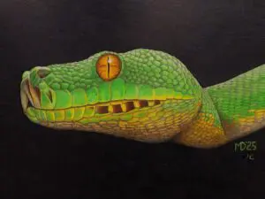 Adult Green Tree Python with vivid green scales and golden eye against a black background, colored pencil wildlife artwork by Michael E. Dorcas, Tantilla Art.