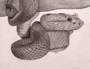 Hanging Out, Central American Eyelash Pitviper (Bothriechis nigroadspersus) graphite wildlife artwork by Michael E. Dorcas, Tantilla Art.