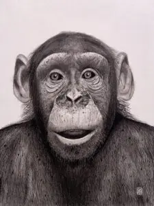 Jane’s Amigo: Chimpanzee (Pan troglodytes) graphite wildlife artwork by Michael E. Dorcas, Tantilla Art.