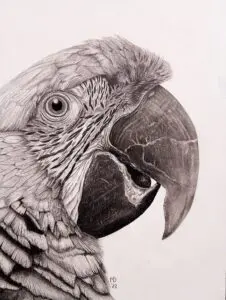 Jewel - Great Green Macaw (Ara ambiguus) graphite wildlife artwork by Michael E. Dorcas, Tantilla Art.