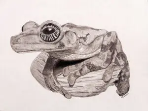 Jungle Joker: Laughing Treefrog (Osteocephalus taurinus) graphite wildlife artwork by Michael E. Dorcas, Tantilla Art.