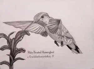 Just a Sip, female Ruby-throated Hummingbird (Archilochus colubris) graphite wildlife artwork by Michael E. Dorcas, Tantilla Art.