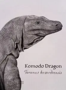 Profile portrait of a Komodo Dragon with hand-lettered species name, graphite pencil wildlife artwork by Michael E. Dorcas, Tantilla Art.