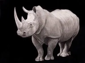 Last Warrior: White Rhinoceros (Ceratotherium simum) graphite wildlife artwork by Michael E. Dorcas, Tantilla Art.