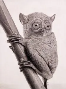 Little Gymnast: Western Tarsier (Cephalopachus bancanus) graphite wildlife artwork by Michael E. Dorcas, Tantilla Art.