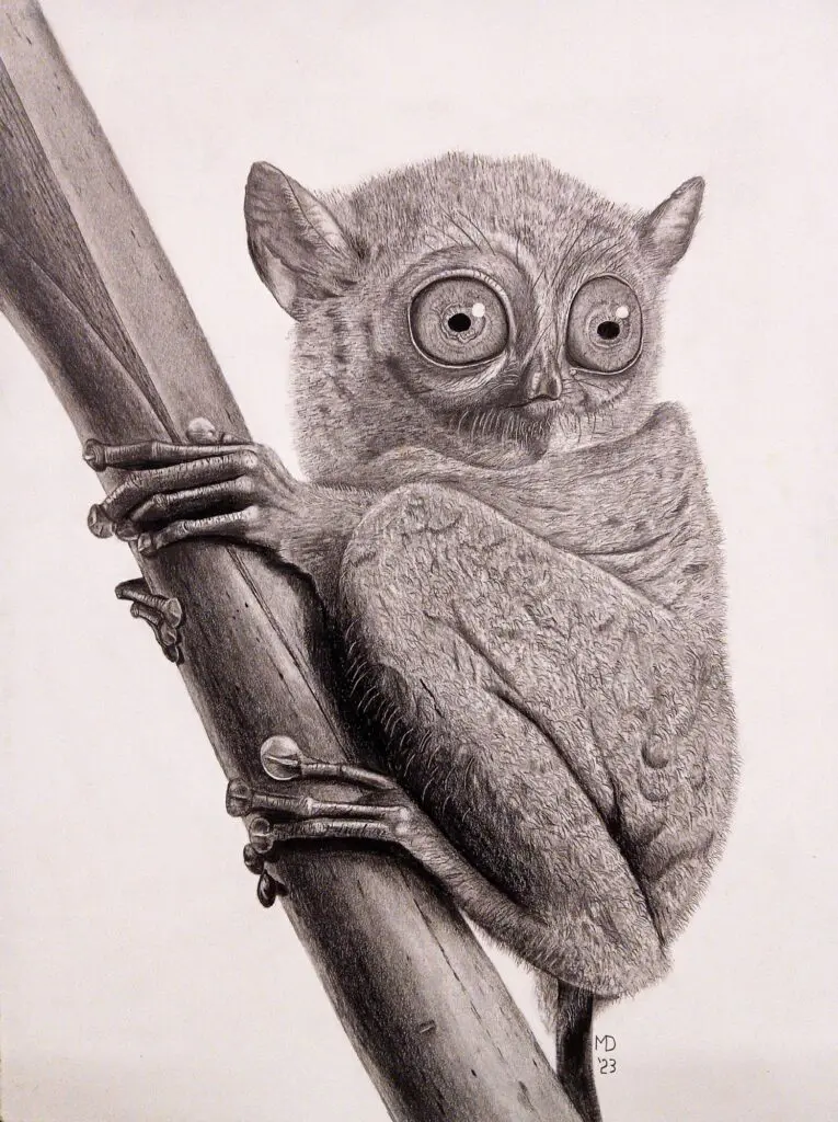 Little Gymnast: Western Tarsier (Cephalopachus bancanus) graphite wildlife artwork by Michael E. Dorcas, Tantilla Art.