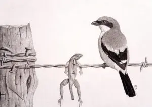 Butcherbird: Loggerhead Shrike (Lanius ludovicianus) perched beside an impaled lizard on barbed wire, graphite wildlife artwork by Michael E. Dorcas, Tantilla Art.