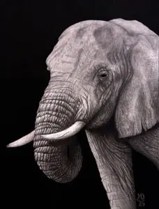 Long Memories: detailed graphite portrait of an African elephant with deeply wrinkled skin and worn tusks by Michael E. Dorcas, Tantilla Art.