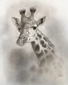 Masai giraffe portrait, graphite pencil wildlife artwork by Michael E. Dorcas, Tantilla Art.