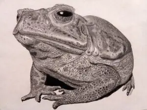 Mama Grande, large female Giant Toad (Rhinella marina) graphite wildlife artwork by Michael E. Dorcas, Tantilla Art.