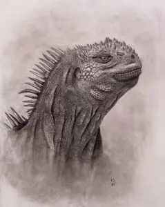 Portrait of a Marine Iguana with rugged scales and prominent dorsal spines, graphite pencil wildlife artwork by Michael E. Dorcas, Tantilla Art.