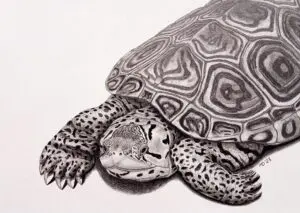 Female Diamondback Terrapin resting with patterned shell and spotted limbs, graphite pencil wildlife artwork by Michael E. Dorcas, Tantilla Art.