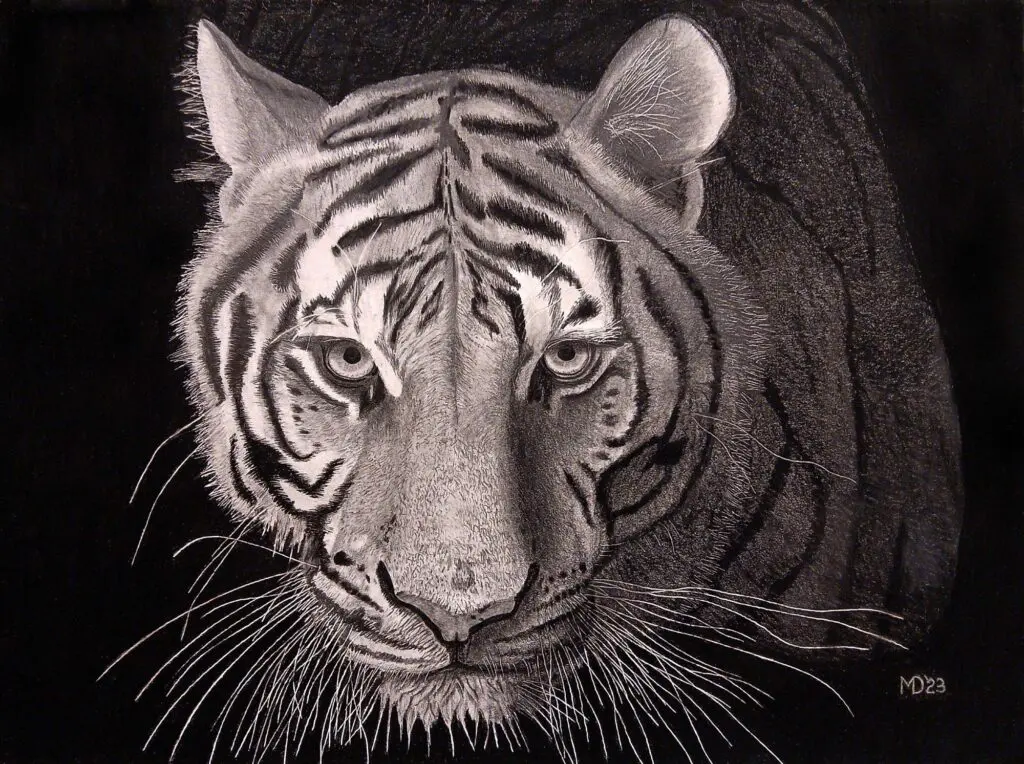 Night Stalker: Bengal Tiger (Panthera tigris tigris) graphite wildlife artwork by Michael E. Dorcas, Tantilla Art.