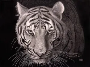 Night Stalker: Bengal Tiger (Panthera tigris tigris) graphite wildlife artwork by Michael E. Dorcas, Tantilla Art.