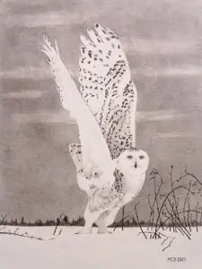 Northern Ghost: heavily marked Snowy Owl (Bubo scandiacus) lifting its wings to take flight from a snowy landscape, graphite wildlife artwork by Michael E. Dorcas, Tantilla Art.