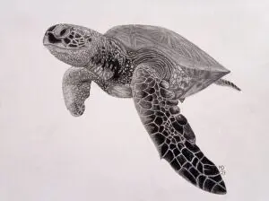 Green Sea Turtle appearing to fly through open water, graphite pencil wildlife artwork by Michael E. Dorcas, Tantilla Art.