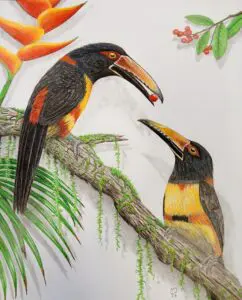 Offering: pair of Collared Aracaris (Pteroglossus torquatus) sharing a berry, colored pencil wildlife artwork by Michael E. Dorcas, Tantilla Art.