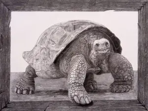 Old Tortoise, Old Wood, Galápagos giant tortoise graphite wildlife artwork by Michael E. Dorcas, Tantilla Art.