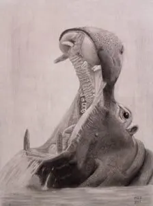 Open Wide: graphite drawing of a hippopotamus displaying its enormous mouth and teeth by Michael E. Dorcas, Tantilla Art.