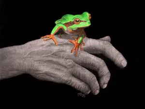 On Hand: Pine Barrens Treefrog (Hyla andersonii) colored-pencil and graphite wildlife artwork by Michael E. Dorcas, Tantilla Art.