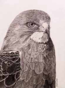 Plains Drifter: Swainson’s Hawk (Buteo swainsoni) graphite wildlife artwork by Michael E. Dorcas, Tantilla Art.