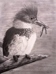 River Sentinel: Belted Kingfisher (Megaceryle alcyon) holding a small fish, graphite wildlife artwork by Michael E. Dorcas, Tantilla Art.