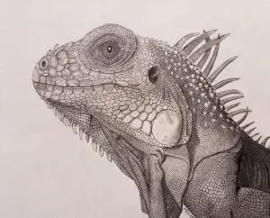 Green Iguana (Iguana iguana), graphite wildlife artwork titled Scales by Michael E. Dorcas, Tantilla Art.