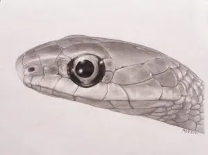 Sinuous Beauty, Rough Green Snake (Opheodrys aestivus) graphite wildlife artwork by Michael E. Dorcas, Tantilla Art.