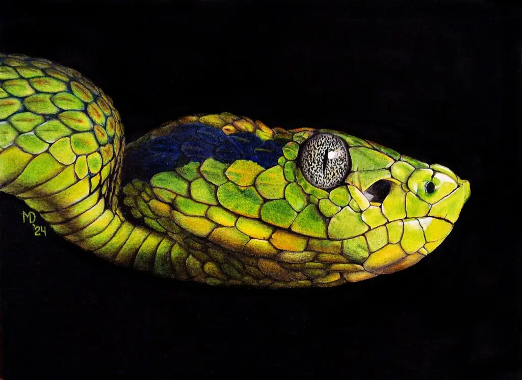 Yellow-blotched Palm Pit Viper (*Bothriechis aurifer*) emerging from a black background, colored-pencil wildlife artwork by Michael E. Dorcas, Tantilla Art.