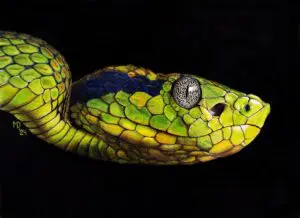 Yellow-blotched Palm Pit Viper (*Bothriechis aurifer*) emerging from a black background, colored-pencil wildlife artwork by Michael E. Dorcas, Tantilla Art.