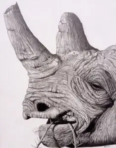 Black Rhinoceros (Diceros bicornis) with a broken horn and weathered hide, graphite pencil wildlife artwork by Michael E. Dorcas, Tantilla Art.