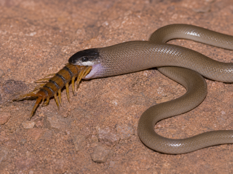 Black-headed snake (Tantilla nigriceps) swallowing a Scolopendra centipede on reddish rocky ground.