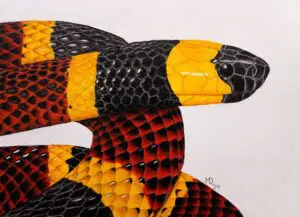 Texas Coral Snake with vivid red, yellow, and black bands, colored pencil wildlife artwork by Michael E. Dorcas, Tantilla Art.